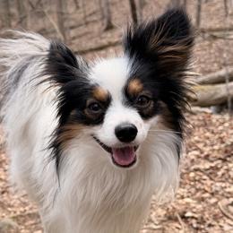 Axel - Papillon