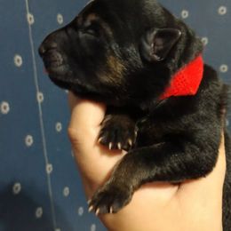 German Shepherd Puppies from Fern Hill Kennel
