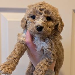 Cuddles - Cream female Cavapoo puppy in Coshocton, Ohio from Forever Family Puppies