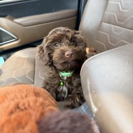 Bernedoodle, Cavalier King Charles Spaniel, Cavapoo, Cockapoo, and Labradoodle Puppies from Harper Haven Doodles