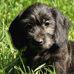 Dachshunds from Golden Acres Dachshunds