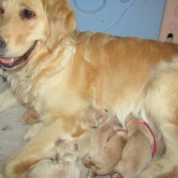 Golden Retriever puppies from Elliott's Elite Puppies