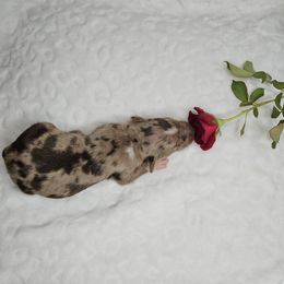 Chewy NALC - Red merle male Catahoula Leopard Dog puppy in Doerun, Georgia from Twig and Tail Puppies