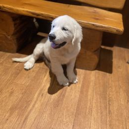 Dixie - Golden Retriever puppy in Marshfield, Missouri from Charm Puppies