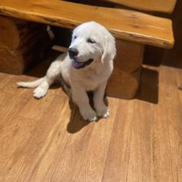 Dixie - Golden Retriever puppy in Marshfield, Missouri from Charm Puppies