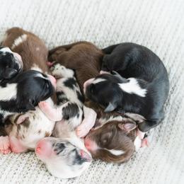 Miniature American Shepherds from EverSummer Minis