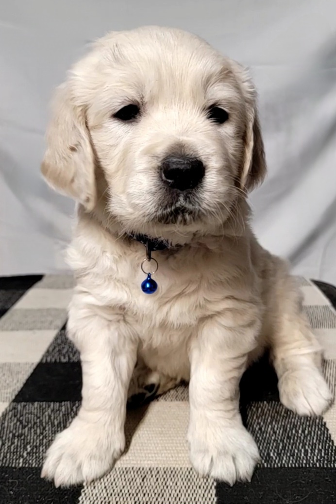 Golden Retriever Puppies from SDG Goldens