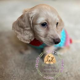 Dachshund Puppies from Forest Farmstead Dachshunds
