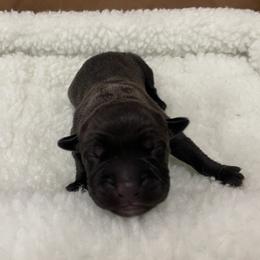 Girl 5 - Black female Cane Corso puppy in San Isidro, Texas from MTZCC Ranch, LLC