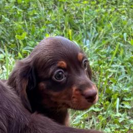 RED MALE - Chocolate and tan male Dachshund puppy in Massies Mill, Virginia from Pigeon Hill Dachshunds