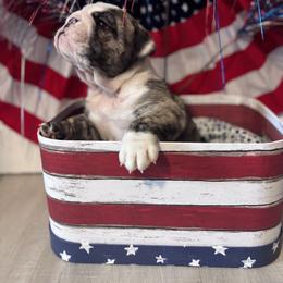 Slate - Brindle female Bulldog puppy in Mount Airy, North Carolina from PrimeCut Bulldogs