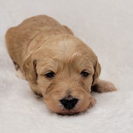 Goldendoodle Puppies from Lake Village Doodles