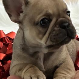 Girl 2 - Fawn female French Bulldog puppy in Muncie, Indiana from Seven Blessings Frenchies
