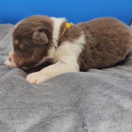Yellow Collar RTM - Red tri-color male Miniature American Shepherd puppy in Lexington, Kentucky from Deuce's Den