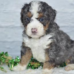 Bandit - Blue merle male Bernedoodle puppy in Moulton, Iowa from Shondel Puppy Paws