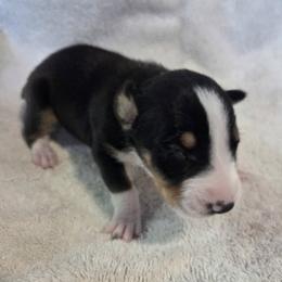Girl 9 - Black white and tan female Rat Terrier puppy in Traverse, Michigan from Far North Rat Terriers