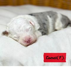 Comet - female Australian Mountain Doodle puppy in Sterling, Colorado from North 40 Doodles