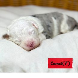 Comet - female Australian Mountain Doodle puppy in Sterling, Colorado from North 40 Doodles