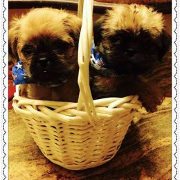 Bernese Mountain Dog and Brussels Griffon Puppies from Brooks Berner Bears