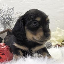 Girl 1 - Black and cream female Dachshund puppy in Mt. Sterling, Illinois from Doxie Do's
