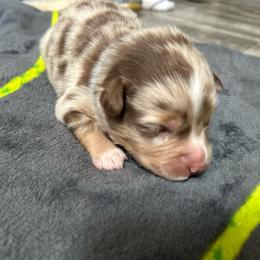 Boy 2 - Red tri-color male Australian Shepherd puppy in Spring Creek, Nevada from Knotts Dalmatians/Australian Shepherds