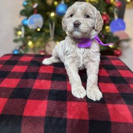 Ellie's Purple Collar Female - Cream female Goldendoodle puppy in Piedmont, South Carolina from The Farm at Saluda Ridge