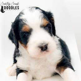 A.J. - Tri-color male Bernedoodle puppy in Tipton, Indiana from Country Creek Doodles