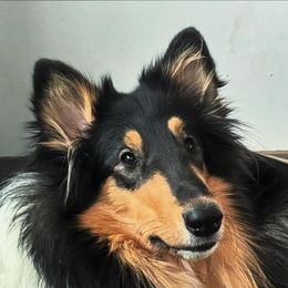 Collies from Romany Collies