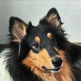 Collies from Romany Collies