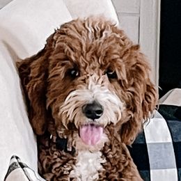 Goldendoodles, Labradoodles, Labrador Retrievers, and Poodles from CherokeeCreekLabradors&Doodles