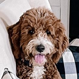 Goldendoodles, Labradoodles, Labrador Retrievers, and Poodles from CherokeeCreekLabradors&Doodles