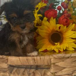 LIttle Harley - Black and tan male Yorkshire Terrier puppy in Elgin, South Carolina from Silver Bells Paw Prints