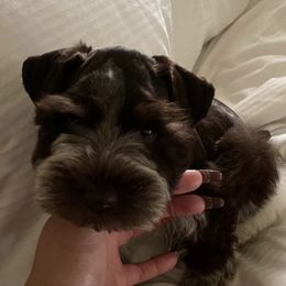 Miniature Schnauzers and Schnoodles from DM Schnoodles and schnauzers