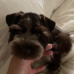 Miniature Schnauzers and Schnoodles from DM Schnoodles and schnauzers