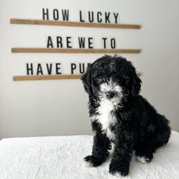 Bullseye - male Cavapoochon puppy in Columbus, Ohio from This is Doodles