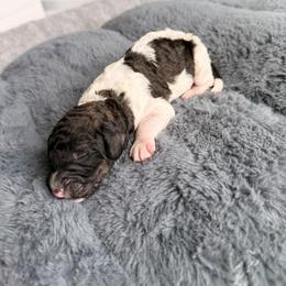 Boy 2 - male Poodle puppy in Jacksonville, Florida from Lolo’s Aussiedoodle