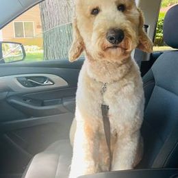 Goldendoodle Puppies from Kzoo Goldendoodles