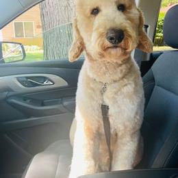 Goldendoodle Puppies from Kzoo Goldendoodles