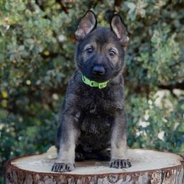 Kyro - Sable male German Shepherd puppy in Coarsegold, California from Yosemite Shepherds