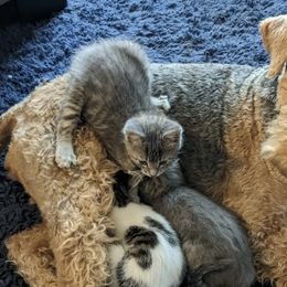 Airedale Terriers from Calarly Airedales