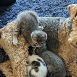 Airedale Terriers from Calarly Airedales