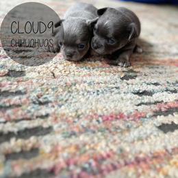 Chihuahua Puppies from Cloud9 Chihuahuas