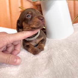 Latte - Chocolate and cream female Dachshund puppy in Jacksonville, Florida from Florida Dippin’ Dachshunds & Aussiedoodles