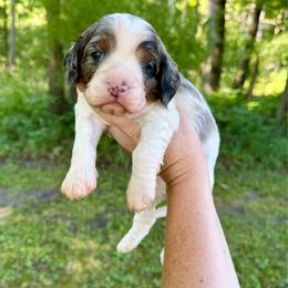Blossom - Merle female Cavapoo puppy in Midland, Michigan from Northern Charm Farm