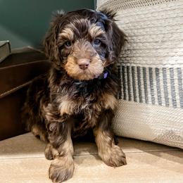 Rusty - Brown male Cavapoo puppy in Flagstaff, Arizona from Gunstock Doodles