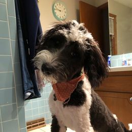 Bernedoodles, Cavapoos, Goldendoodles, Poodles, and Sheepadoodles from Sunflower Doodles