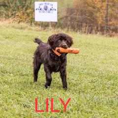 Boykin Spaniel Puppies from Show Me Boykins