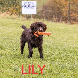 Boykin Spaniel Puppies from Show Me Boykins