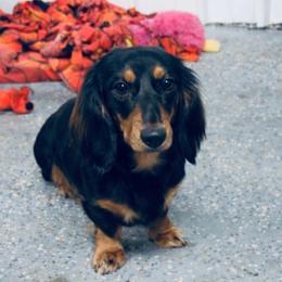 Wren - Dachshund