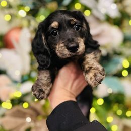 Dachshund Puppies from Jen's Doxie Den